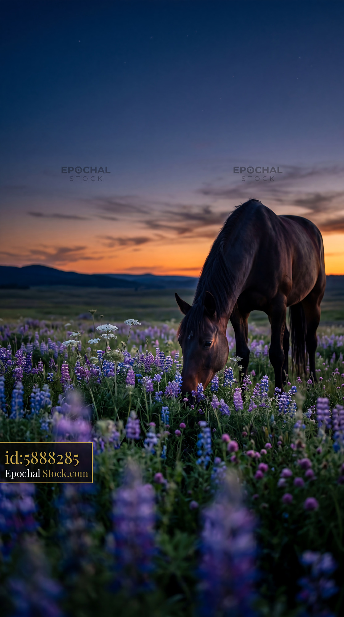 Twilight Horse Grazing in Purple Wildflowers - stock photo