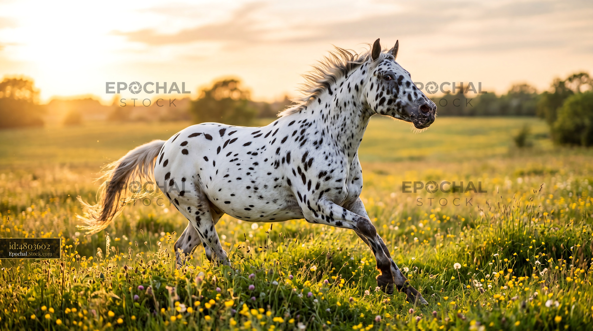 Galloping Spotted Knabstrupper Horse Meadow - stock photo