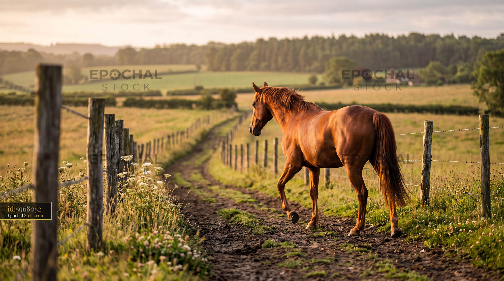 Chestnut Horse Golden Hour Rustic Landscape - stock photo