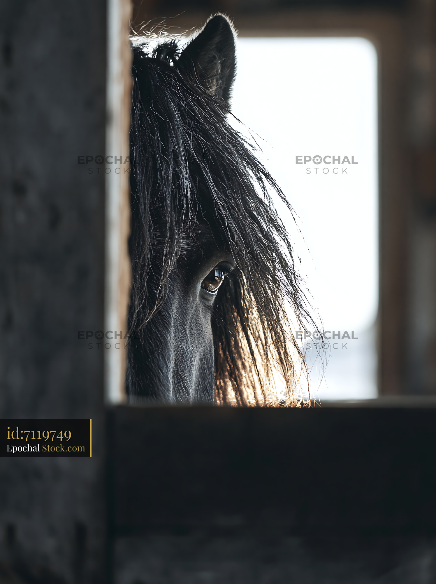 Close up of a black horse peeking through a stable door