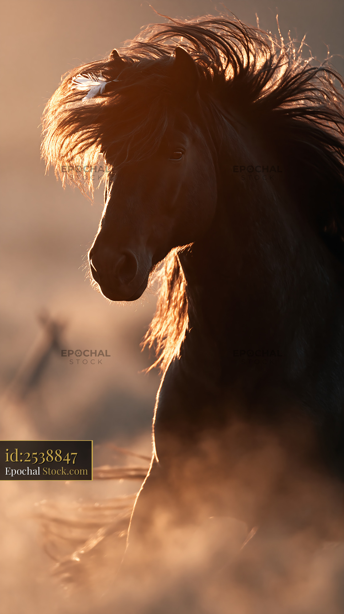 Black horse with flowing mane in golden sunset light - stock photo