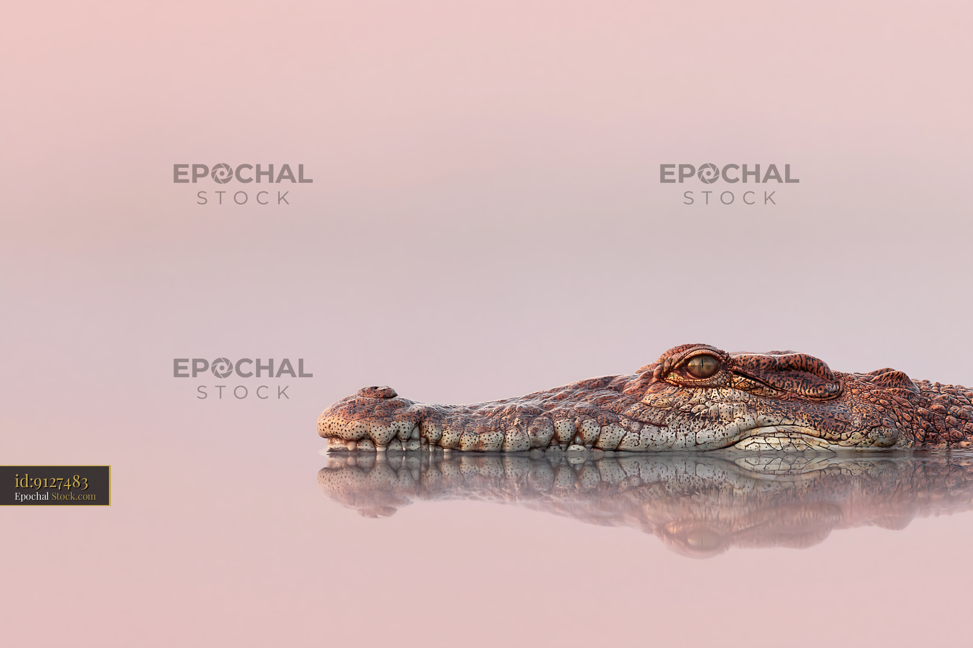 Crocodile floating in calm pink water with reflection - stock photo
