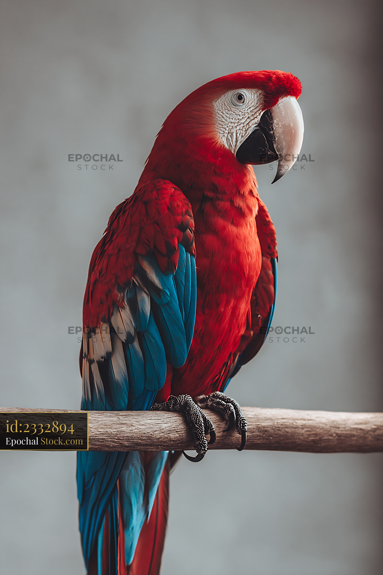 Scarlet macaw with vibrant red and blue feathers perched on a branch - stock photo