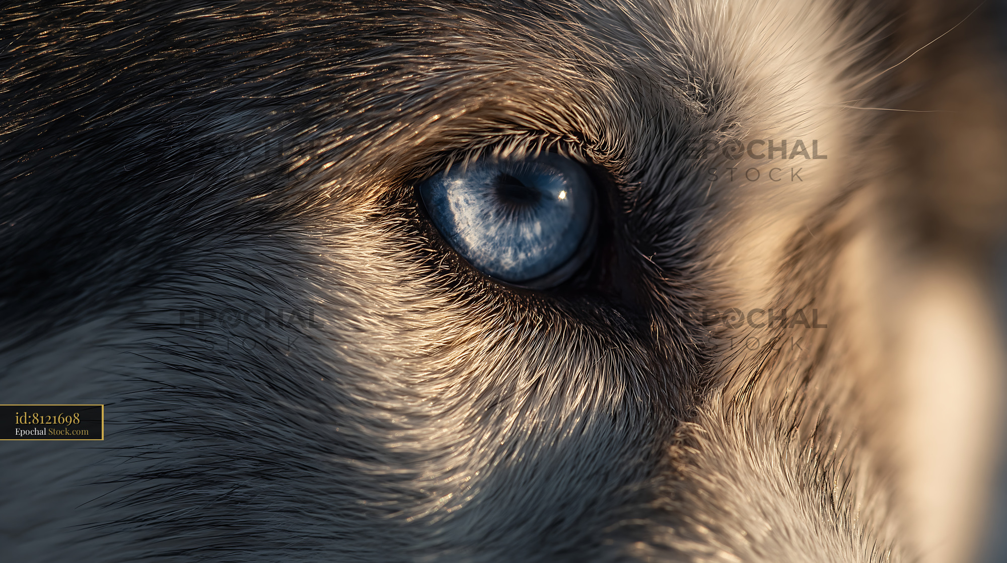 Close up of a piercing blue eye of a husky dog in golden light - stock photo
