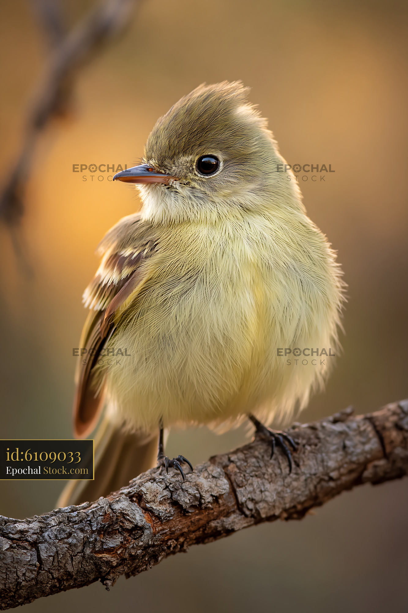 Greenish elaenia perching on a textured branch during golden hour - stock photo