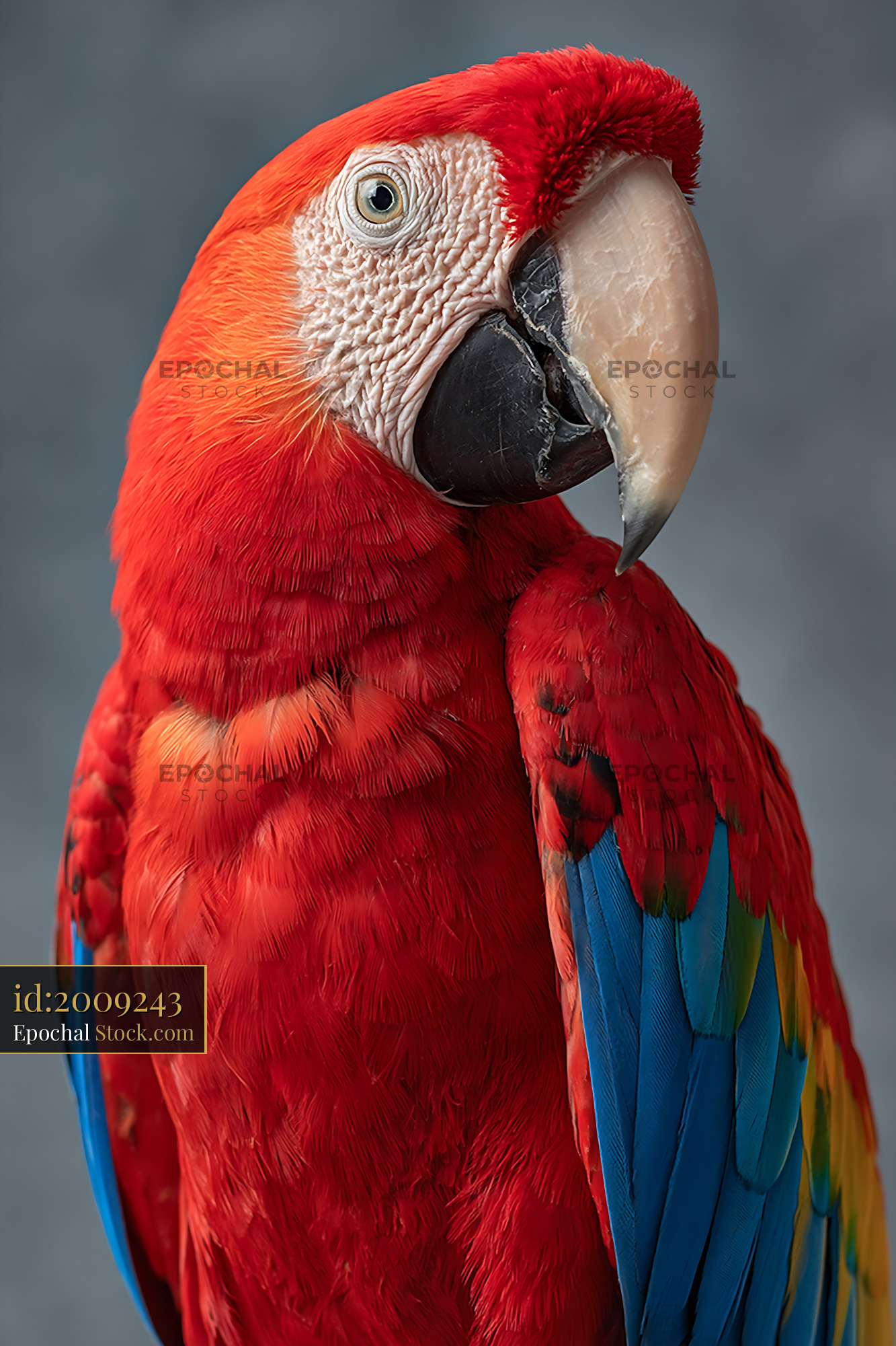 Scarlet macaw portrait with vibrant red feathers on grey background - stock photo