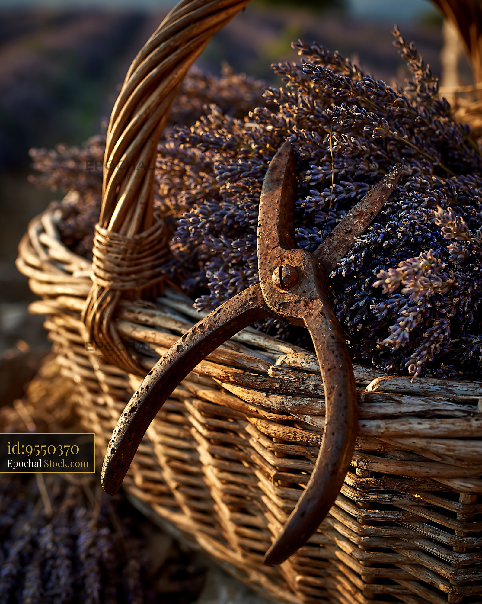 Wicker basket with fresh lavender and rusty shears in golden light - stock photo