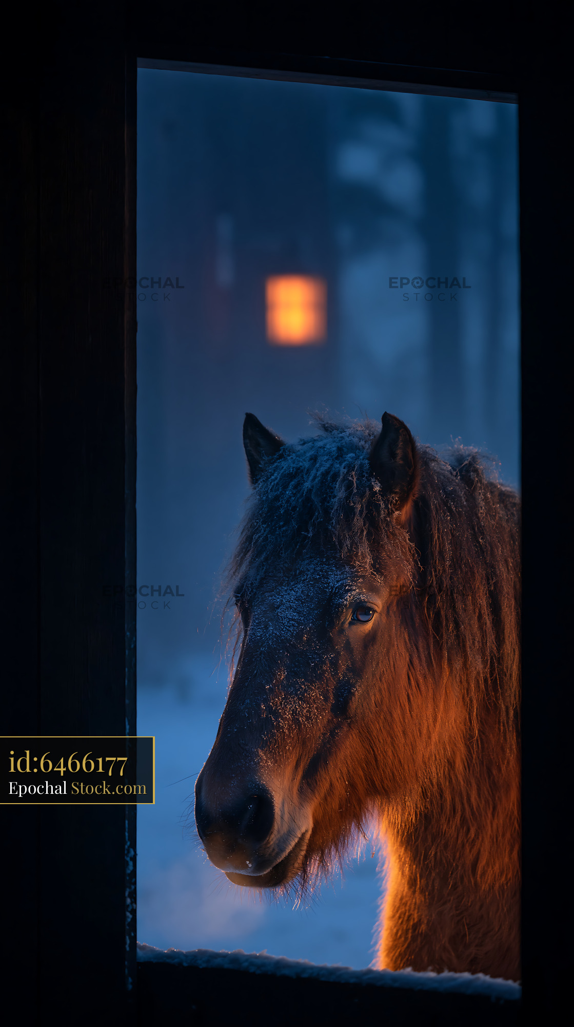 Brown horse with frost on its coat in winter twilight - stock photo