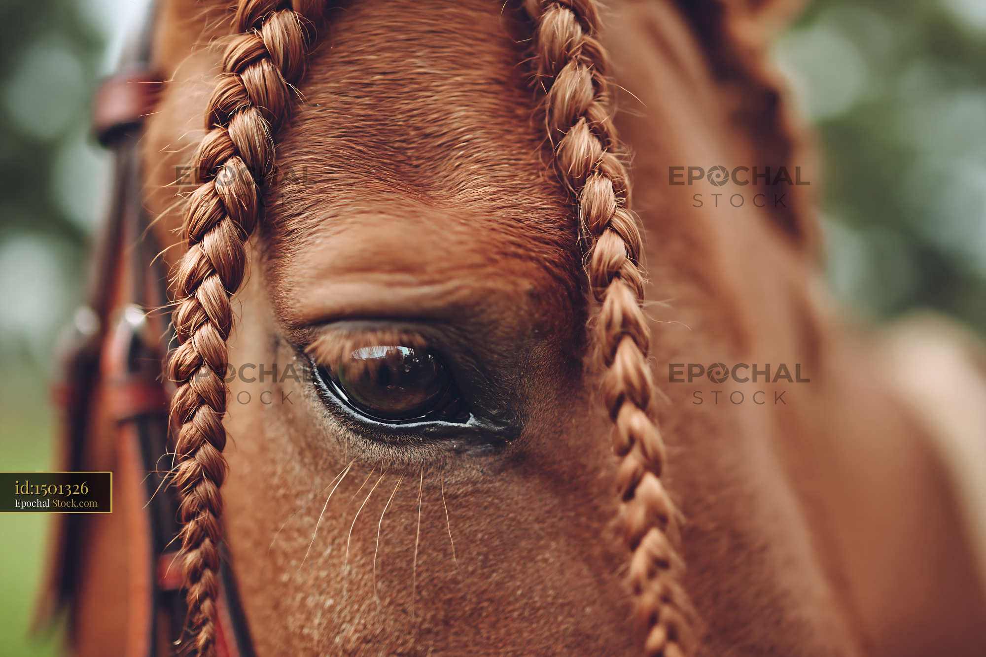 Close up of a chestnut horse eye with intricate braided mane