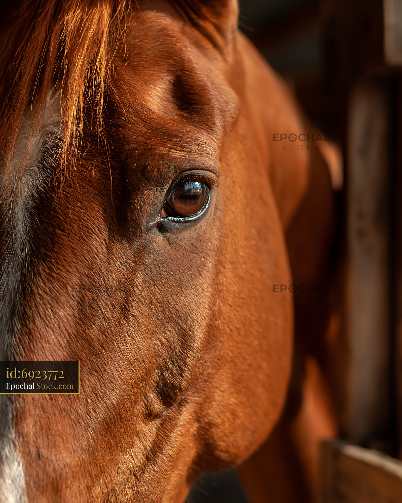 Close up portrait of a brown horse showing its eye and soft coat