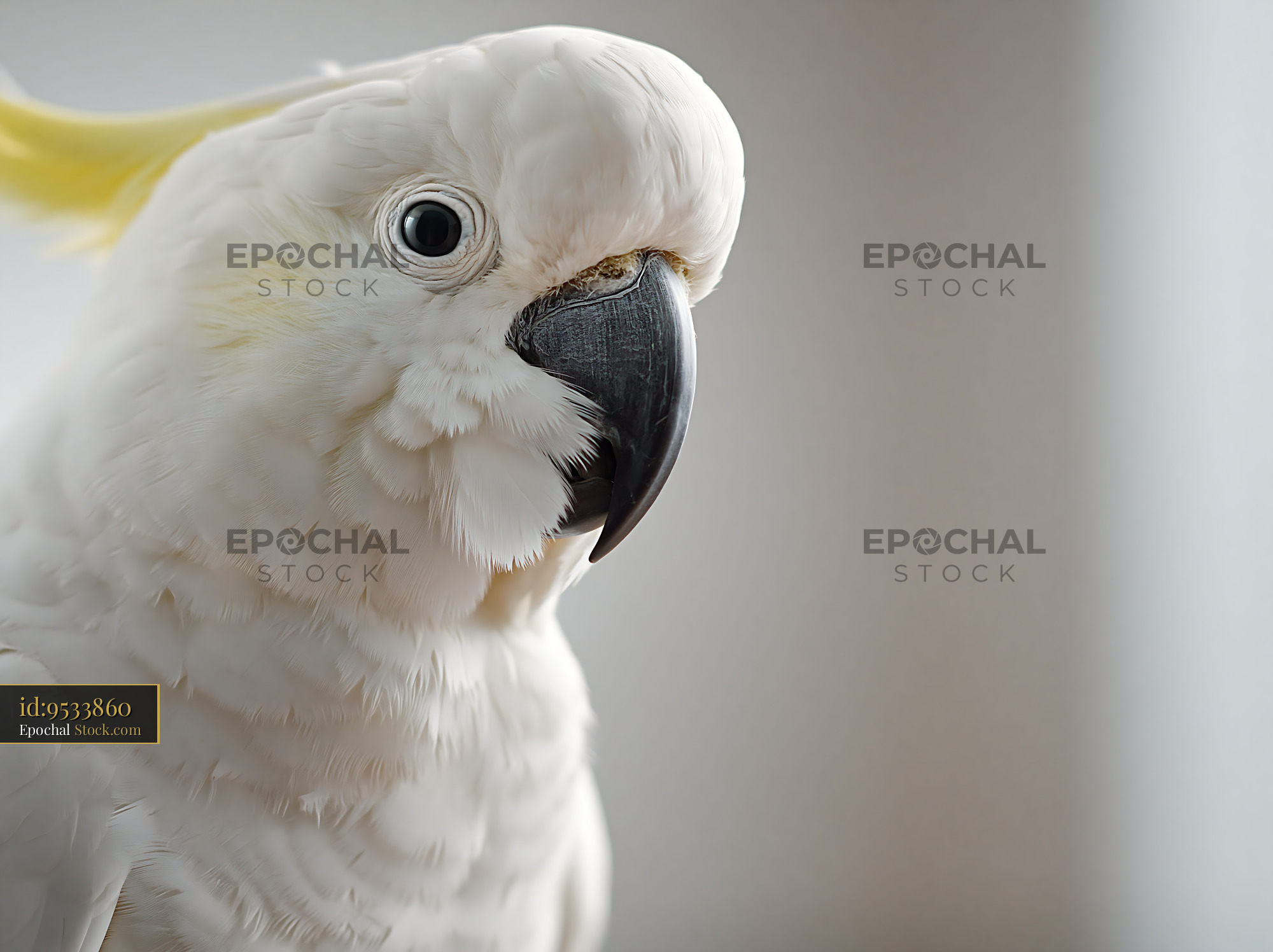 Close-up portrait of a white cockatoo with yellow crest
