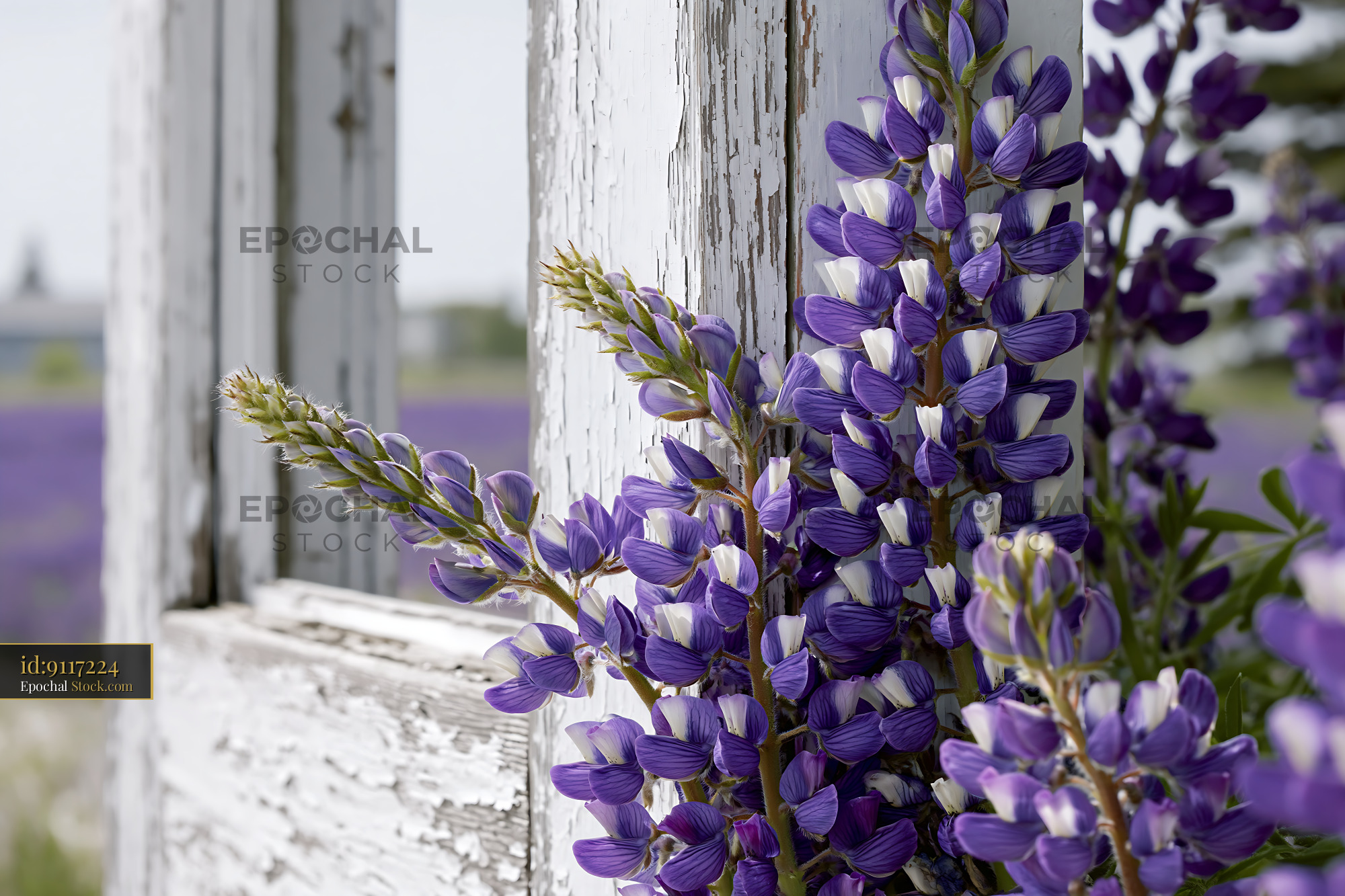Purple lupines blooming against weathered white wooden frame - stock photo