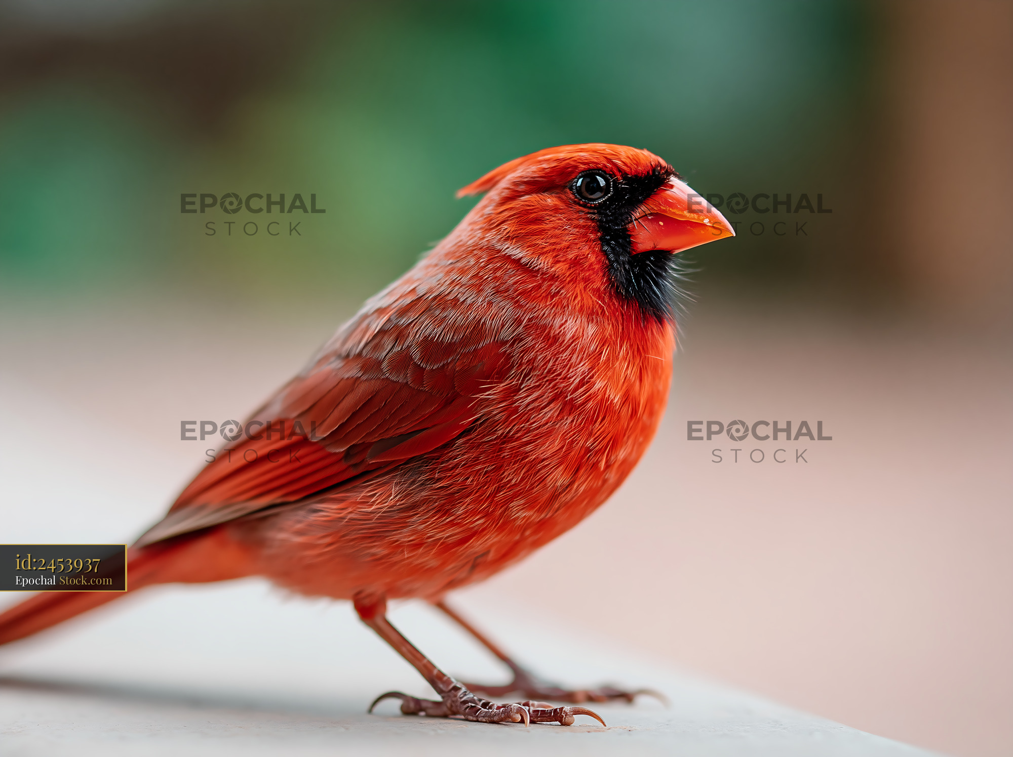 Male northern cardinal perched on a ledge in a garden - stock photo