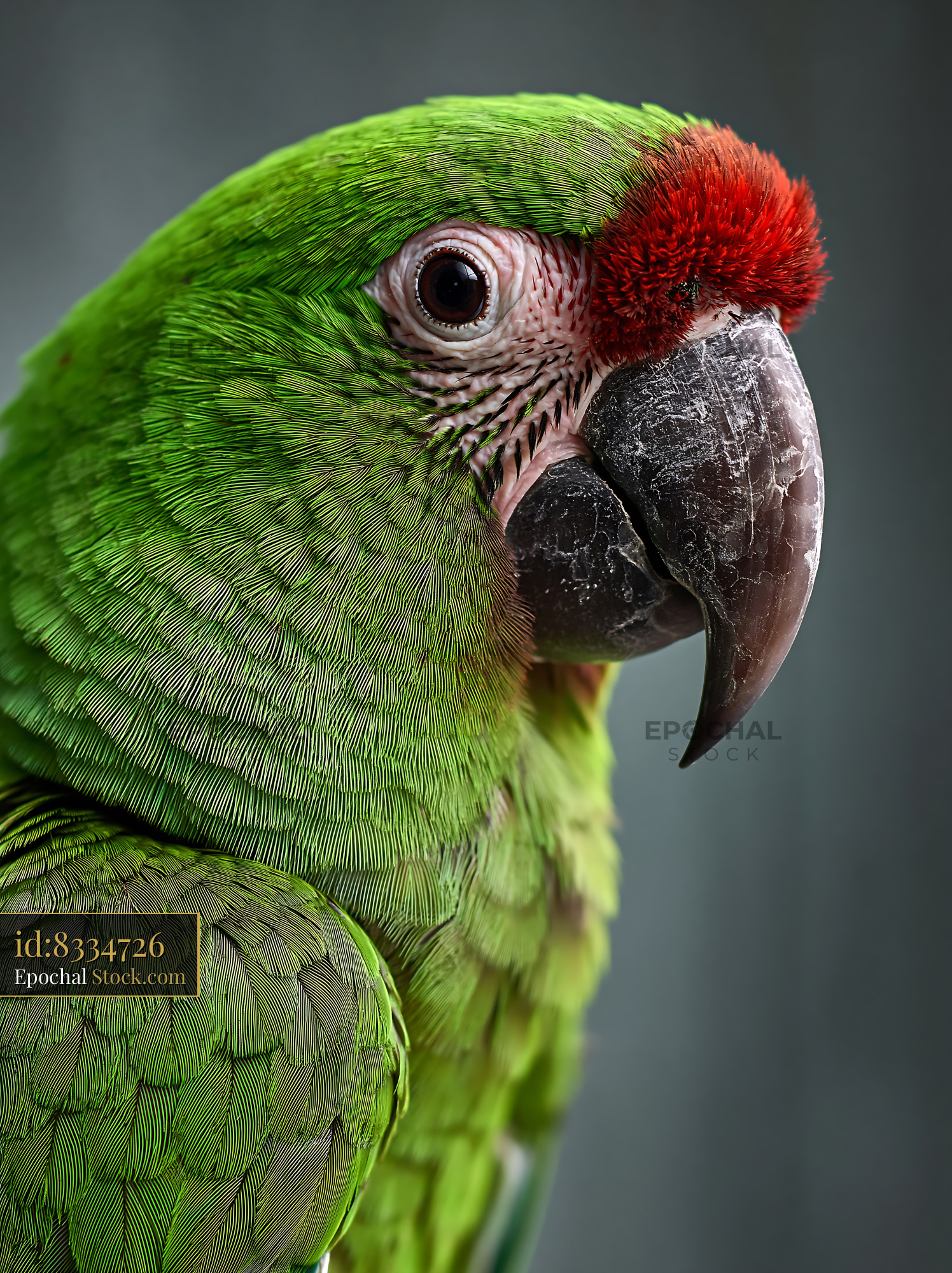 Chestnut fronted macaw resting with vibrant green feathers in close up - stock photo